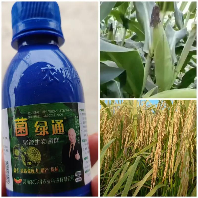 菌綠通 農業技術推廣的綠色引擎，賦能農作物提質增效